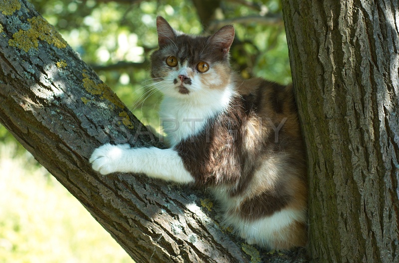 BRITISH SHORTHAIR 080.jpg